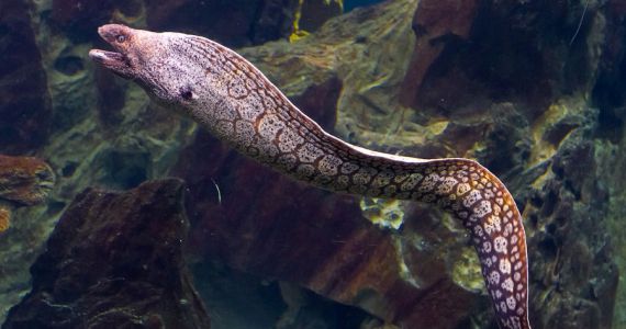 Какую рыбу можно поймать в Средиземном море